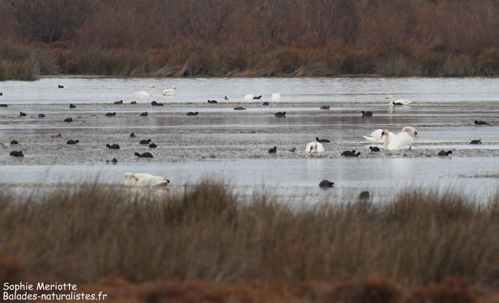Cygne de Bewick sur l'étang de Romieu
