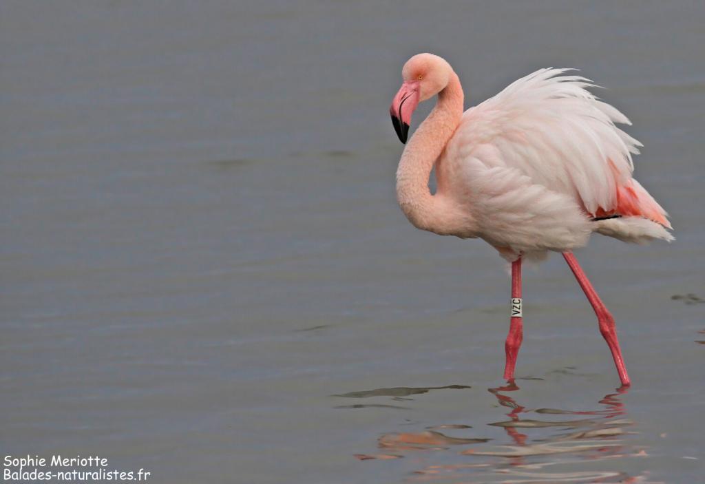 Flamant rose, Piste de Beauduc