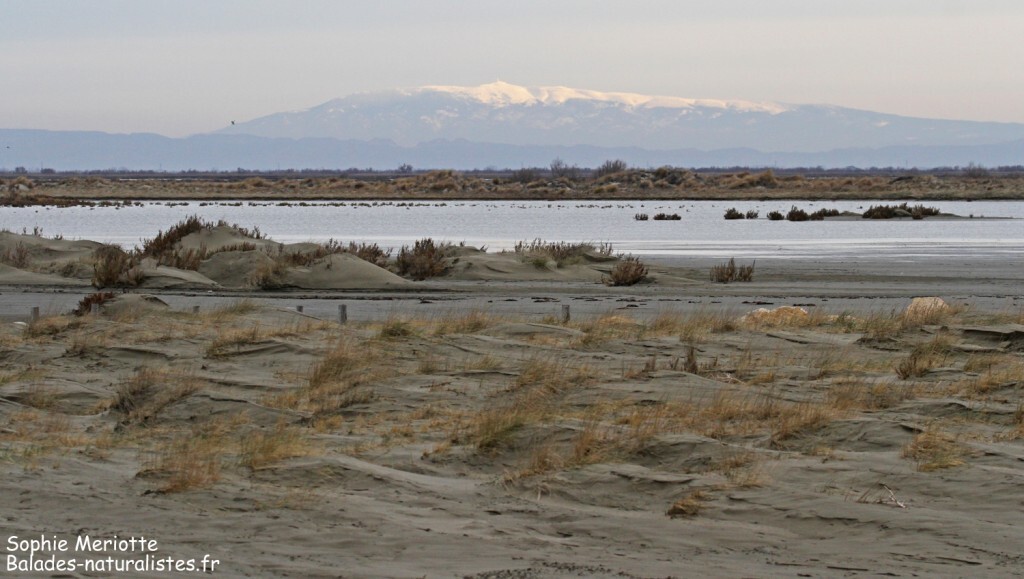 Le mont Ventoux depuis la plage de Beauduc