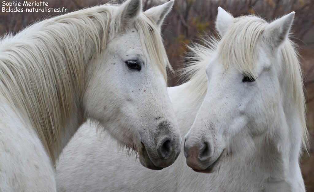 Cheval de Camargue le long de la piste de Beauduc