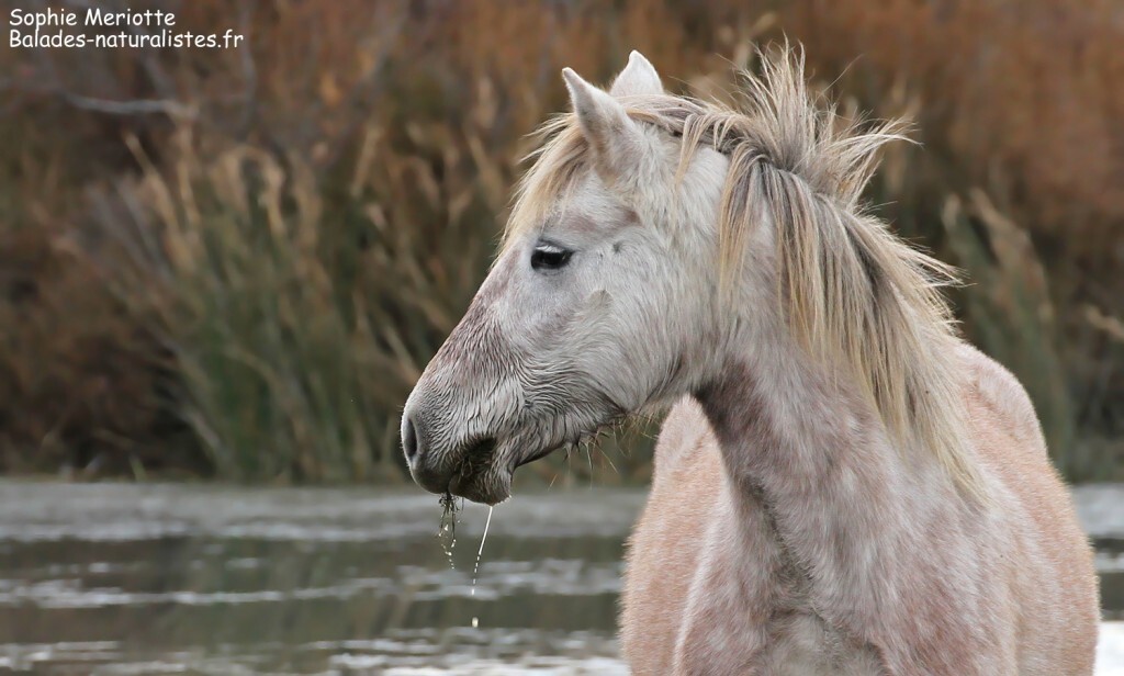 Cheval de Camargue le long de la piste de Beauduc