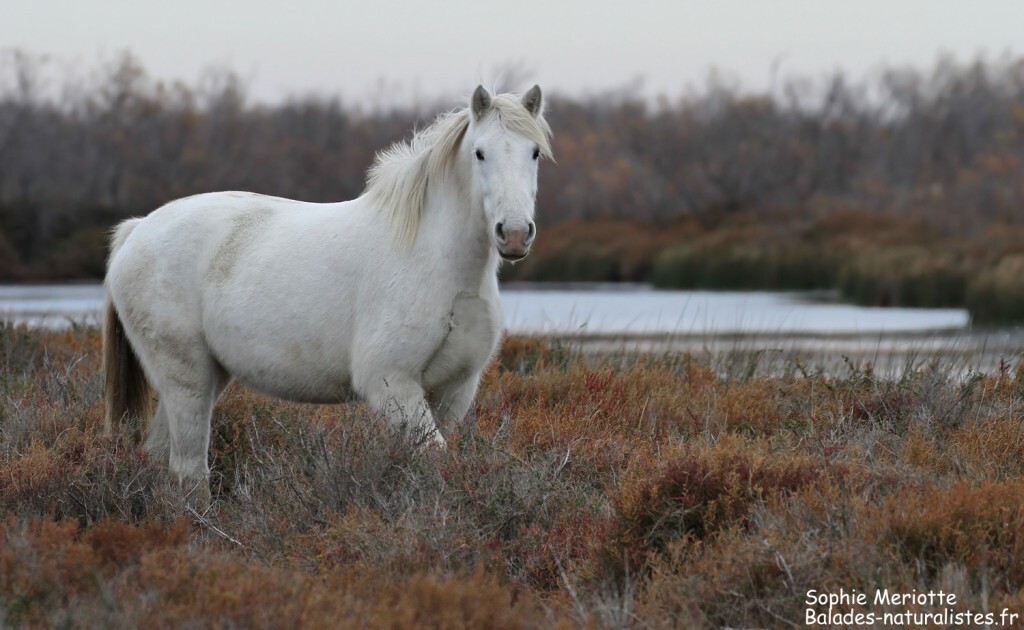Cheval de Camargue le long de la piste de Beauduc
