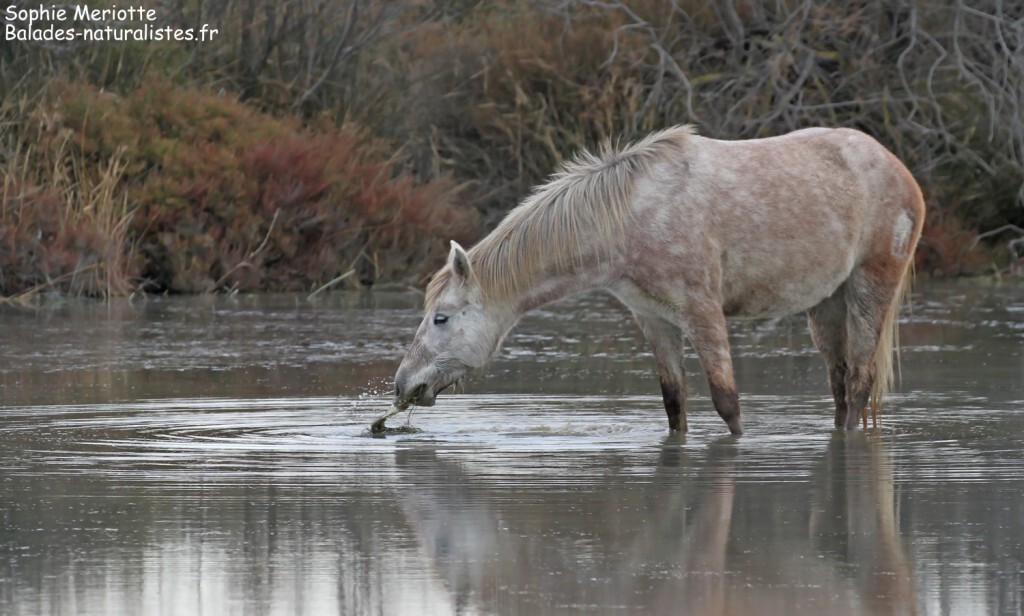 Cheval de Camargue le long de la piste de Beauduc