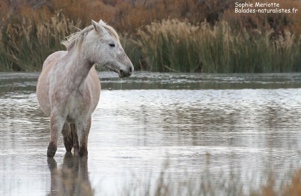Cheval de Camargue le long de la piste de Beauduc