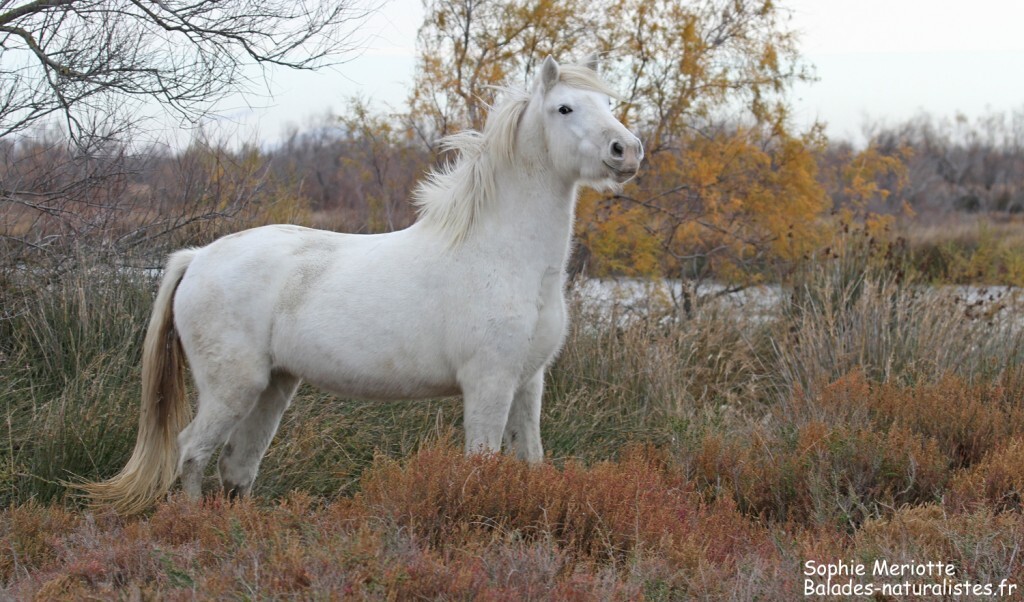 Cheval de Camargue le long de la piste de Beauduc