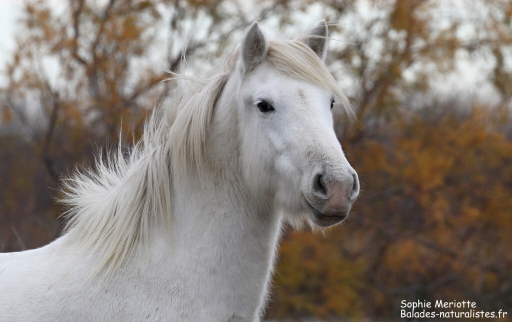Cheval de Camargue le long de la piste de Beauduc