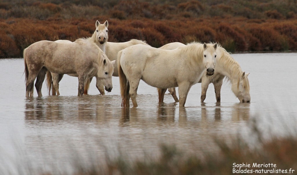 Cheval de Camargue le long de la piste de Beauduc