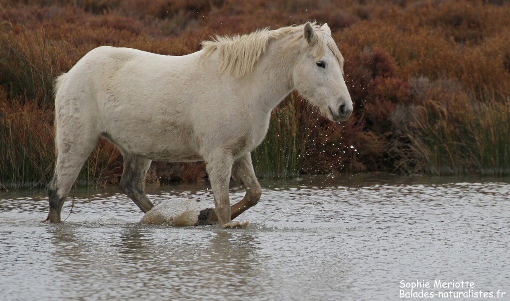 Cheval de Camargue le long de la piste de Beauduc