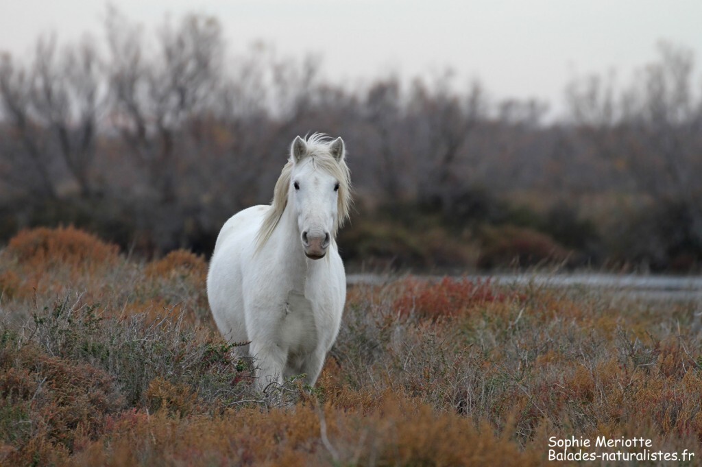 Cheval de Camargue le long de la piste de Beauduc
