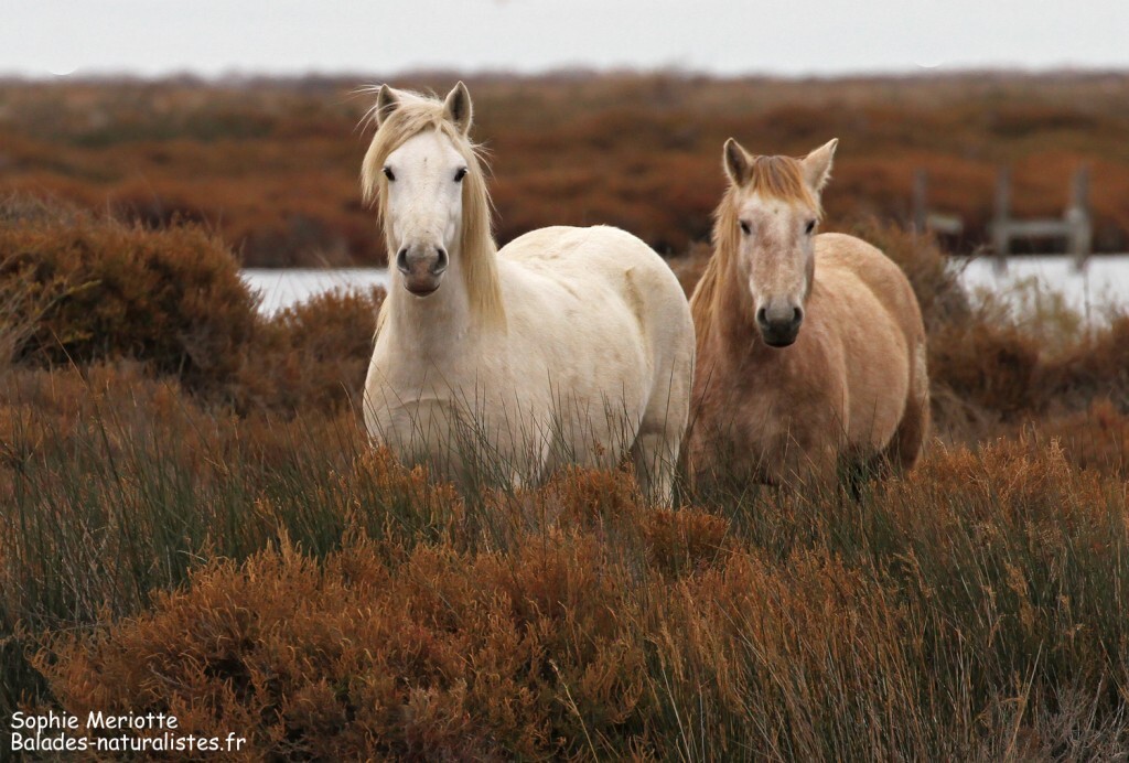 Cheval de Camargue le long de la piste de Beauduc