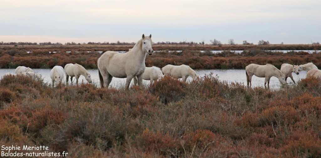 Cheval de Camargue le long de la piste de Beauduc