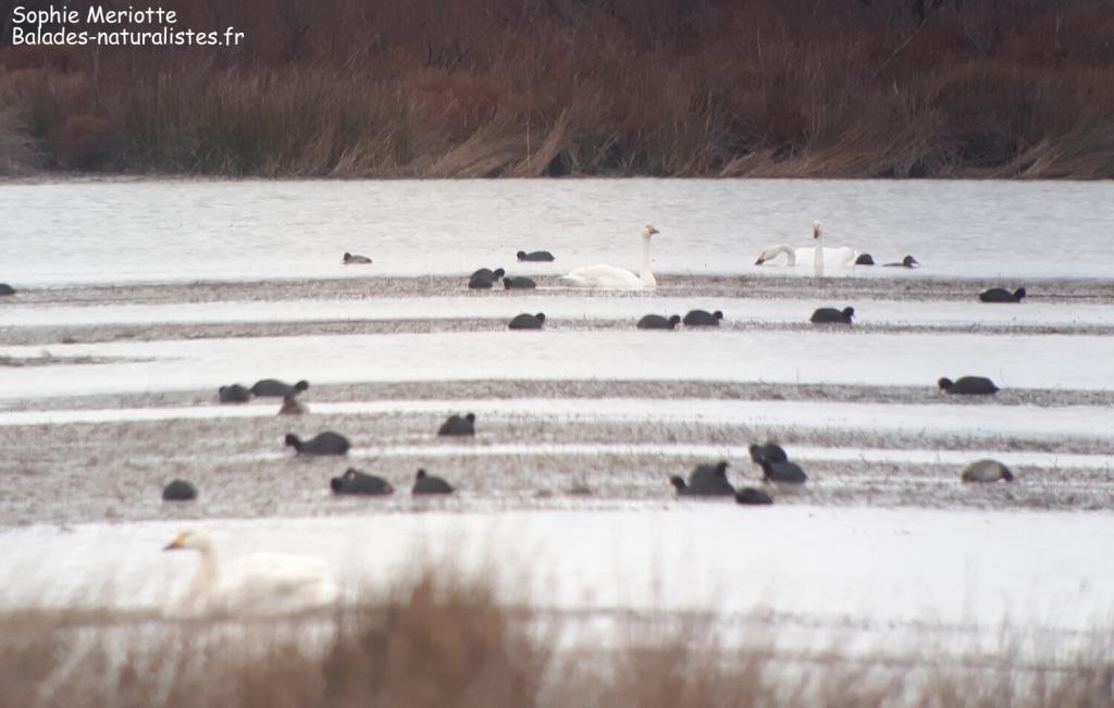 Cygne de Bewick sur l'étang de Romieu