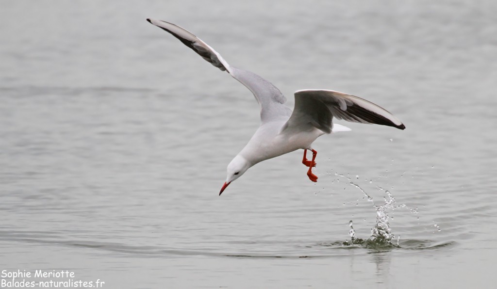 Goéland railleur en pêche sur l'étang du Vaccarès, Camargue