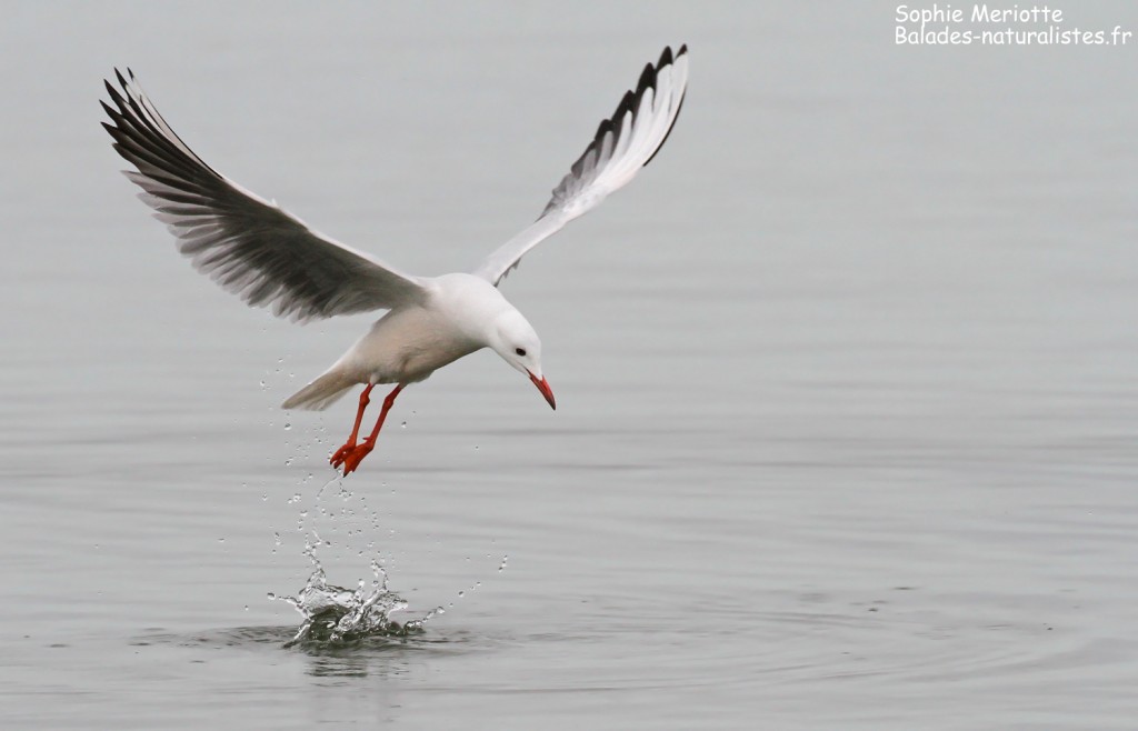 Goéland railleur en pêche sur l'étang du Vaccarès, Camargue