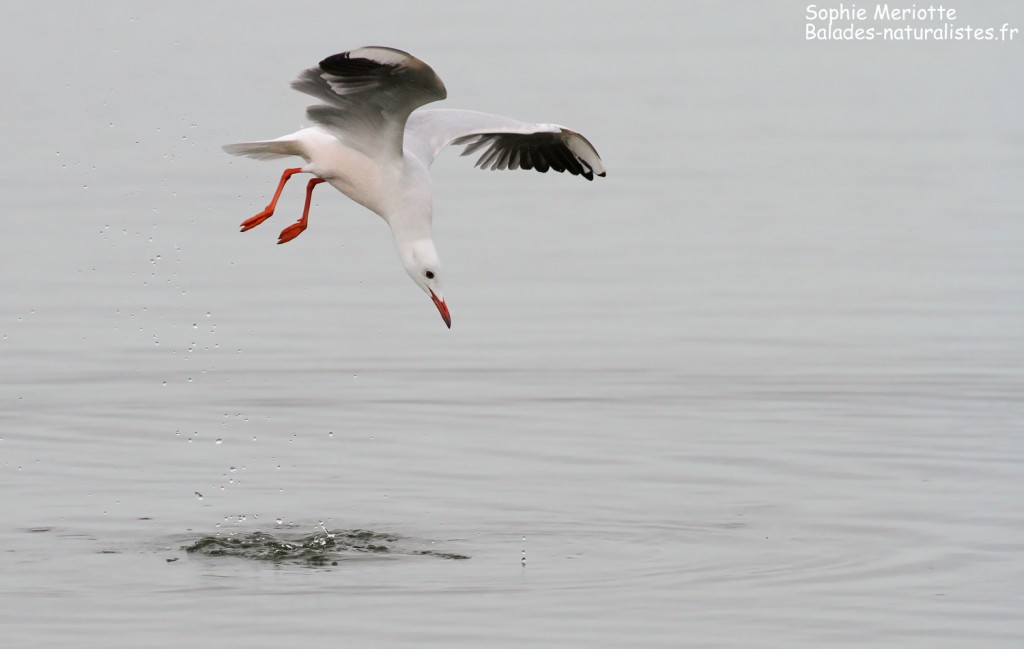 Goéland railleur en pêche sur l'étang du Vaccarès, Camargue