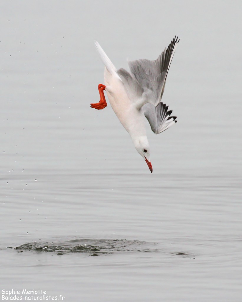 Goéland railleur en pêche sur l'étang du Vaccarès, Camargue