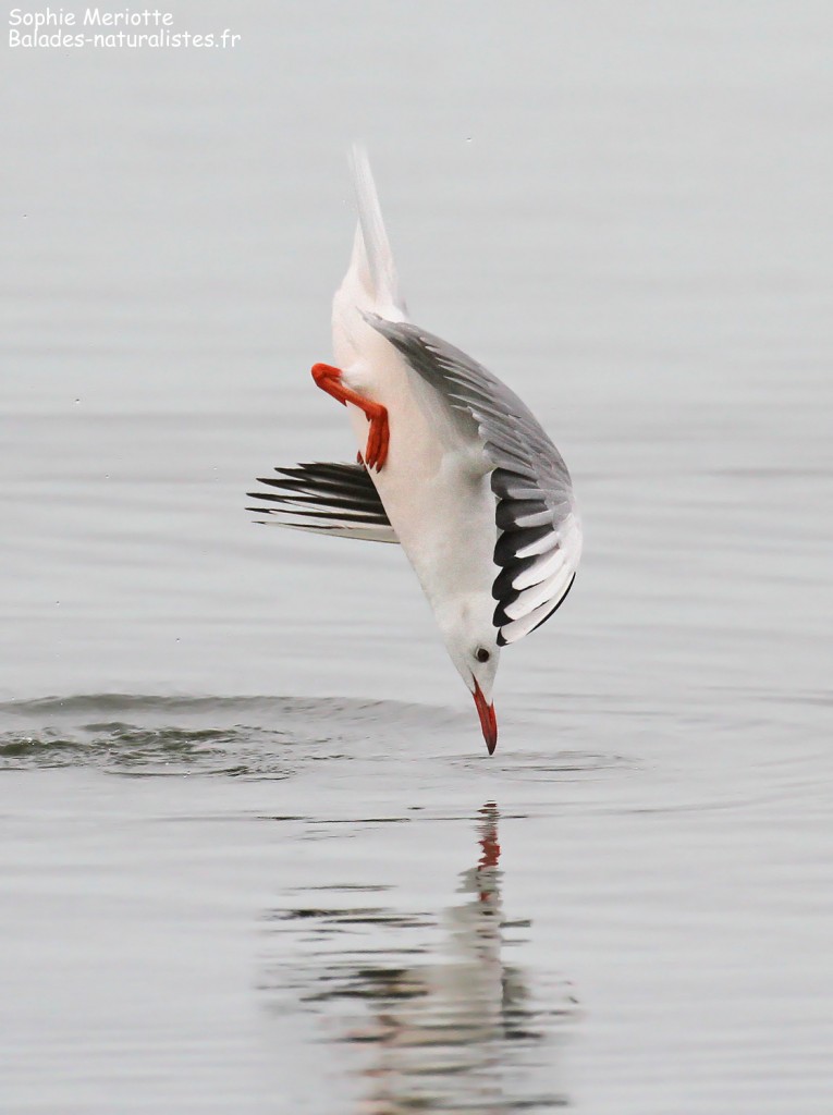 Goéland railleur en pêche sur l'étang du Vaccarès, Camargue