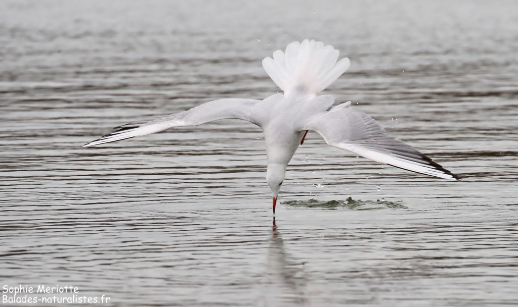 Goéland railleur en pêche sur l'étang du Vaccarès, Camargue