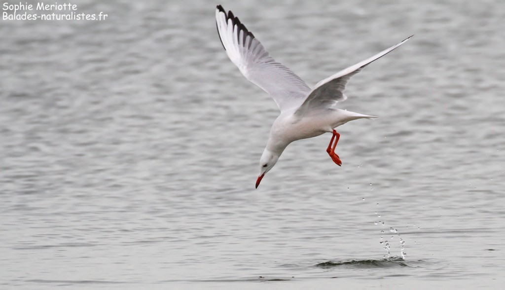 Goéland railleur en pêche sur l'étang du Vaccarès, Camargue