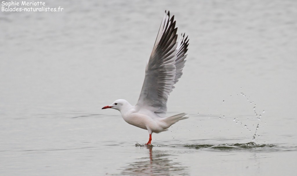 Goéland railleur en pêche sur l'étang du Vaccarès, Camargue