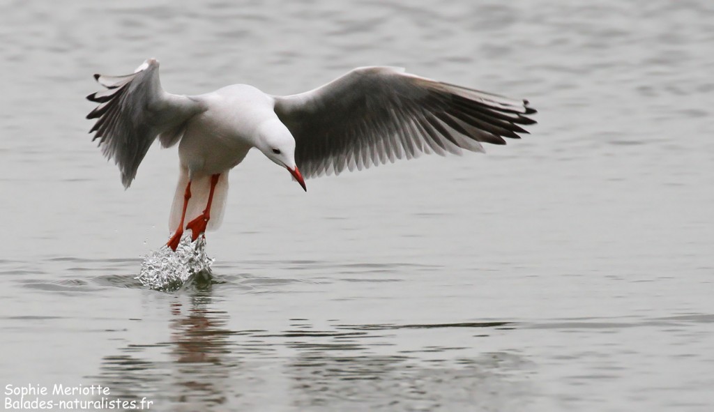 Goéland railleur en pêche sur l'étang du Vaccarès, Camargue
