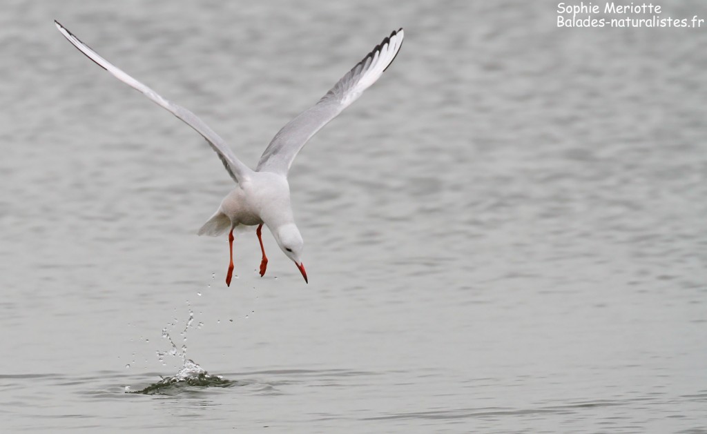 Goéland railleur en pêche sur l'étang du Vaccarès, Camargue