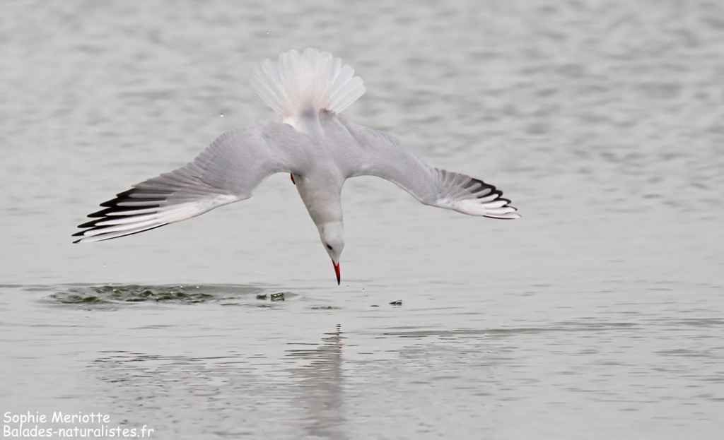 Goéland railleur en pêche sur l'étang du Vaccarès, Camargue