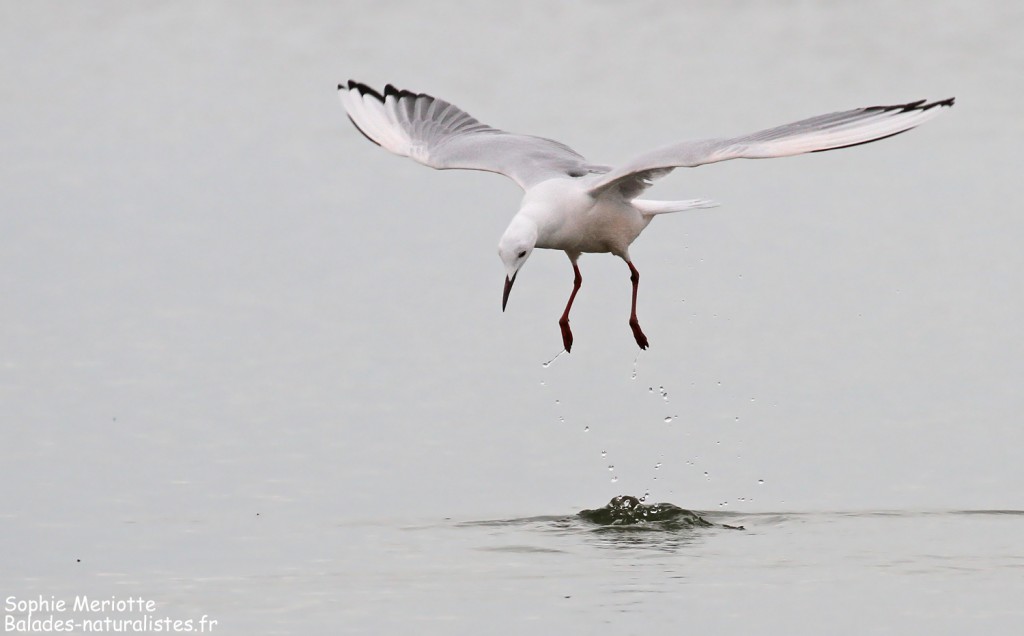 Goéland railleur en pêche sur l'étang du Vaccarès, Camargue