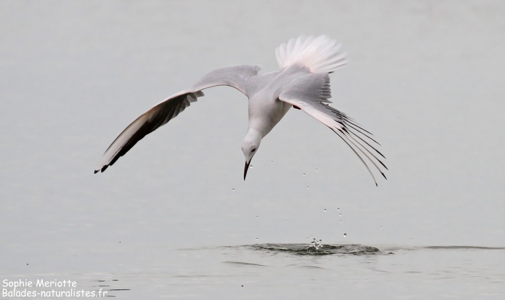 Goéland railleur en pêche sur l'étang du Vaccarès, Camargue