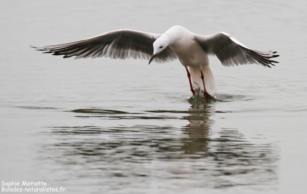 Goéland railleur en pêche sur l'étang du Vaccarès, Camargue
