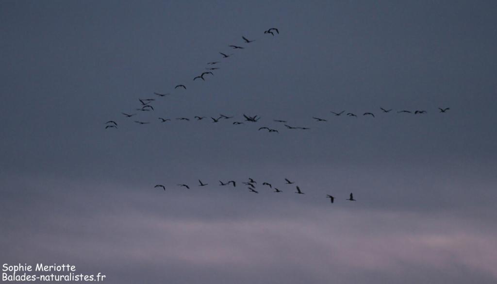 Grues cendrés rentrant au dortoir