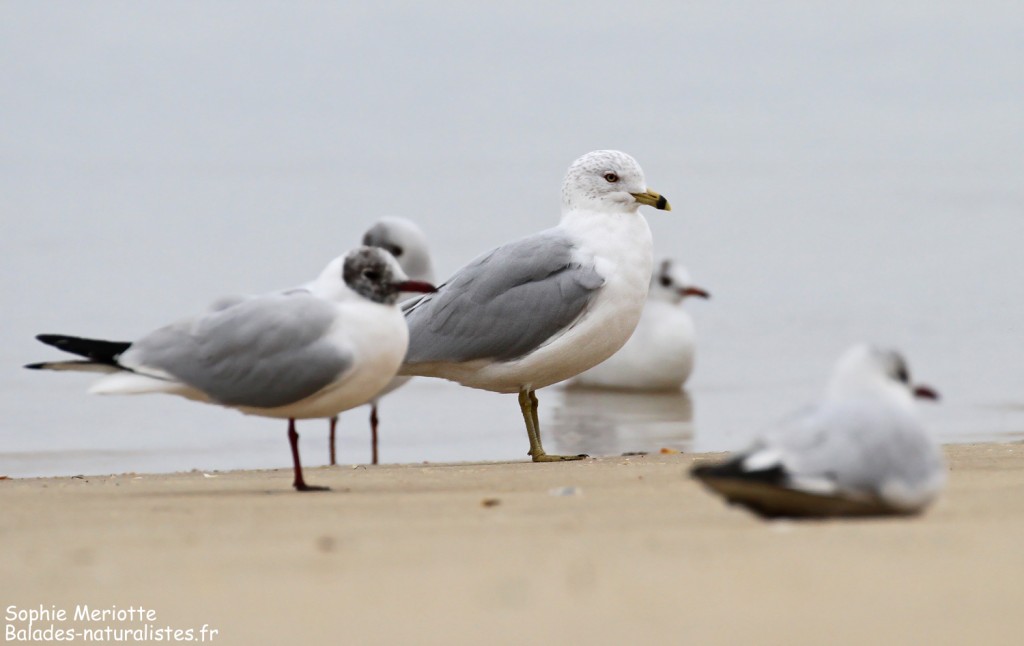 Goéland à bec cerclé et mouettes rieuses sur une plage d'Arcachon