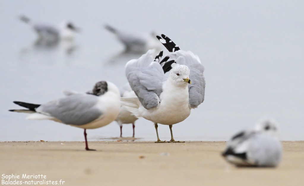 Goéland à bec cerclé et mouettes rieuses sur une plage d'Arcachon