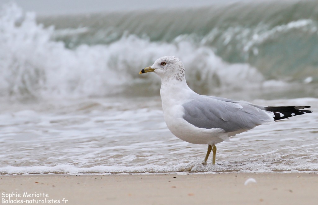 Goéland à bec cerclé sur une plage d'Arcachon
