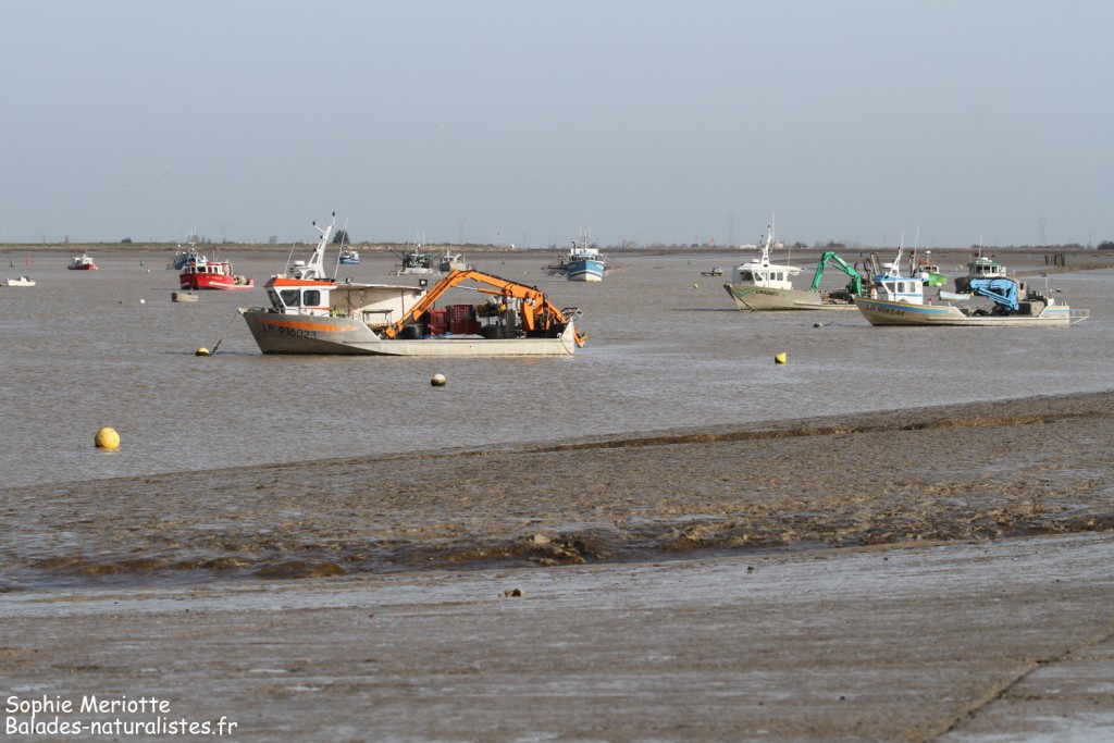 Baie de l'Aiguillon