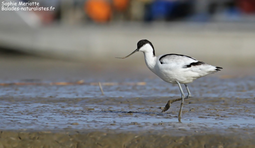 Avocette élégante, Baie de l'Aiguillon