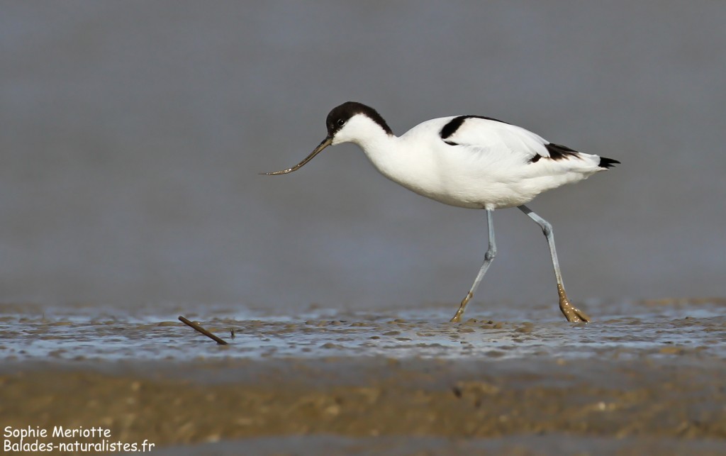 Avocette élégante, Baie de l'Aiguillon
