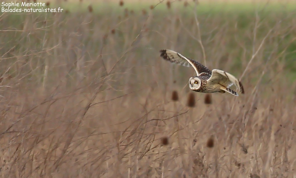 Hibou des marais, Baie de l'Aiguillon
