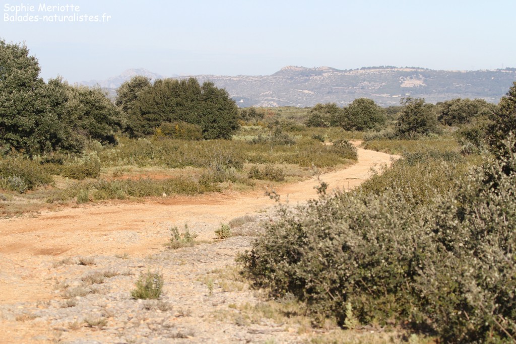 Garrigues dans les Bouches-du-Rhône