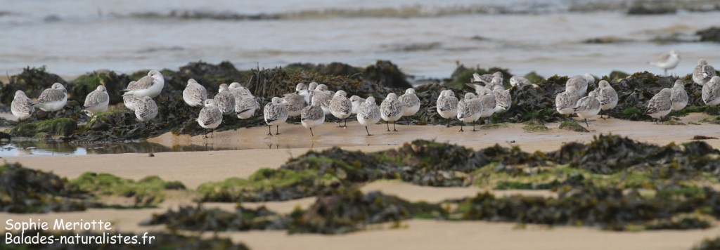 Groupe de Bécasseaux sanderlings, Ile d'Oléron