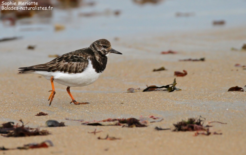 ile-oleron (16)tournepierre-a-collier