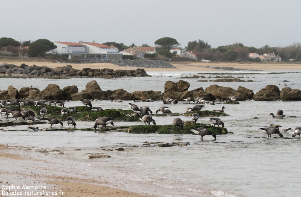 Groupe de Bernaches cravants, Ile d'Oléron