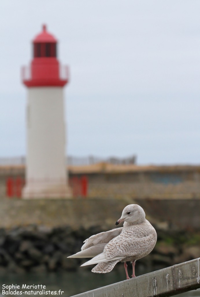 Goéland à ailes blanches, port de la Cotinière, Ile d'Oléron
