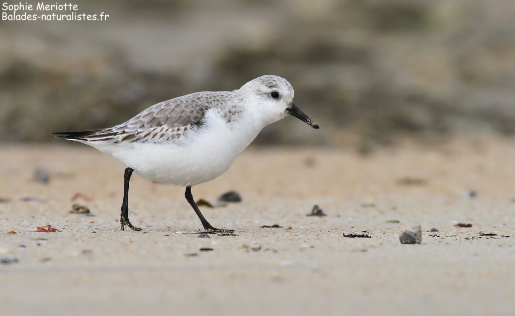 Bécasseau sanderling, Ile d'Oléron