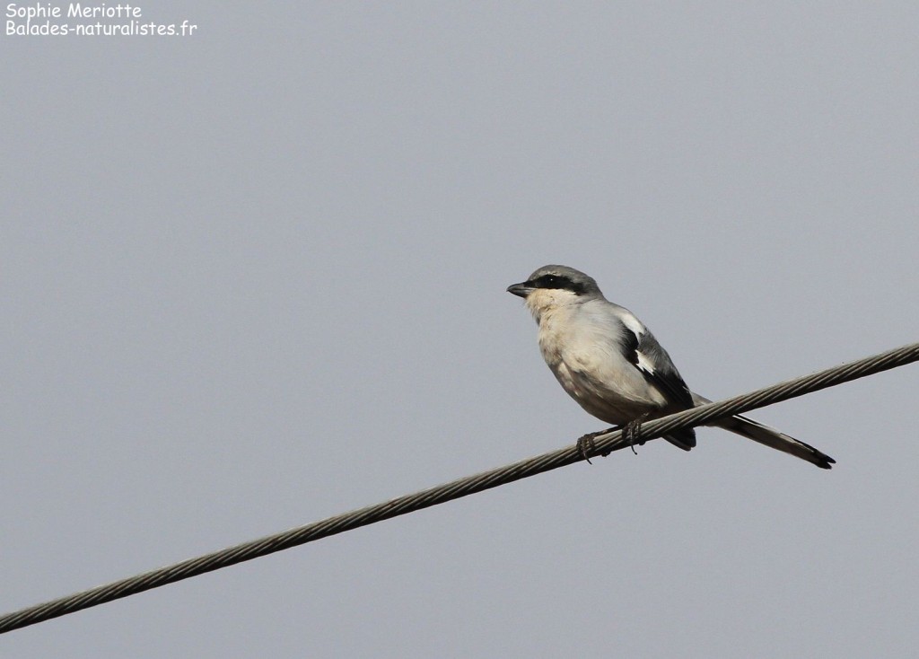 Pie-grièche méridionale ssp. algeriensis, Maroc