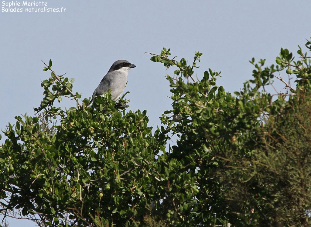Pie-grièche méridionale ssp. algeriensis, Maroc