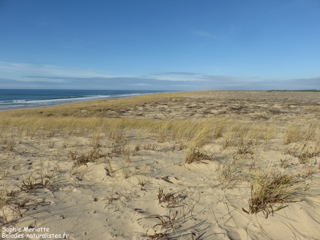 Les dunes du Cap Ferret