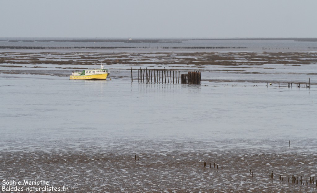 Pointe Saint-Clément, Baie de l'Aiguillon