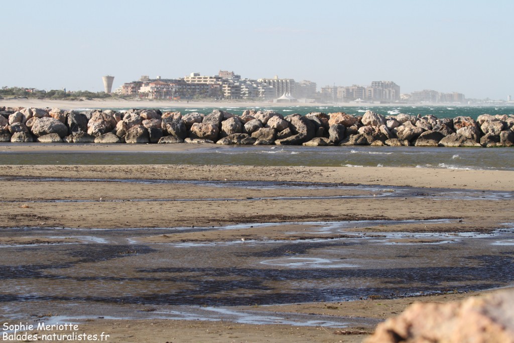 Grau des Basses, Canet-en-Roussillon