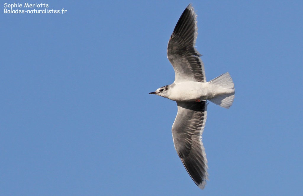 Mouette pygmée en migration le long de la plage de Canet-en-Roussillon